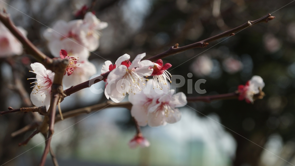 벚꽃,꽃,봄,정서,따뜻함,나뭇가지,봄,계절,spring,season,식물,자연,plants,nature,꽃,flower,plant,blossom