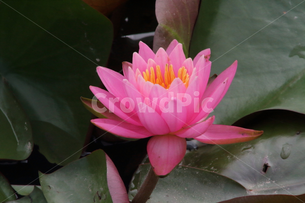 연,수련,꽃,식물,waterlily,식물,자연,plants,nature,꽃,flower