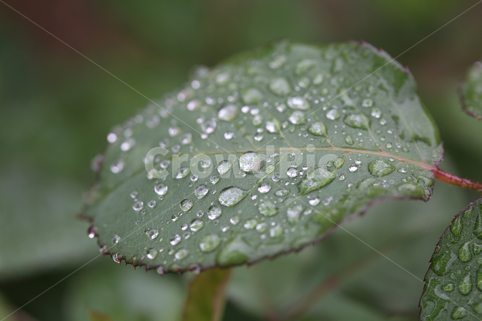 빗방울,rose,raindrop,나뭇잎,leaf,식물,자연,plants,nature