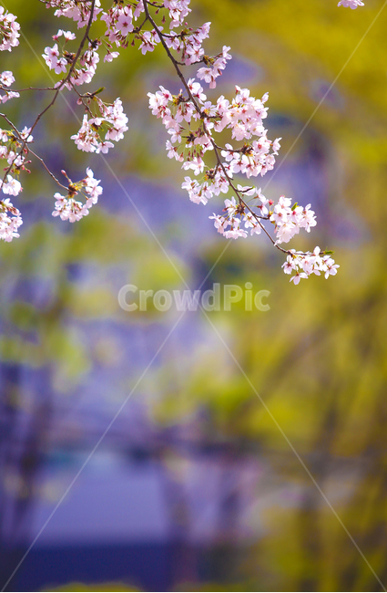 벚꽃,봄,srpingcherryblossom,꽃,계절,springseason,식물,자연,plantsnatureflower,봄,계절,spring,season,식물,자연,plants,nature,꽃,flower,plant
