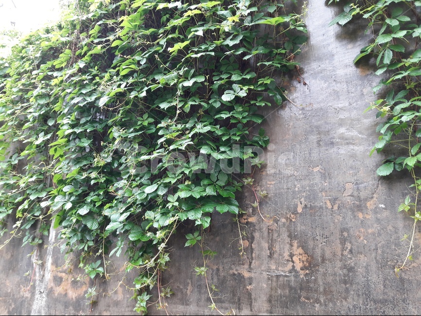 담쟁이덩굴,회색벽,식물,자연,야외,초록색,식물,자연,plants,nature,빈티지사진,빈티지느낌,빈티지감성,vintage