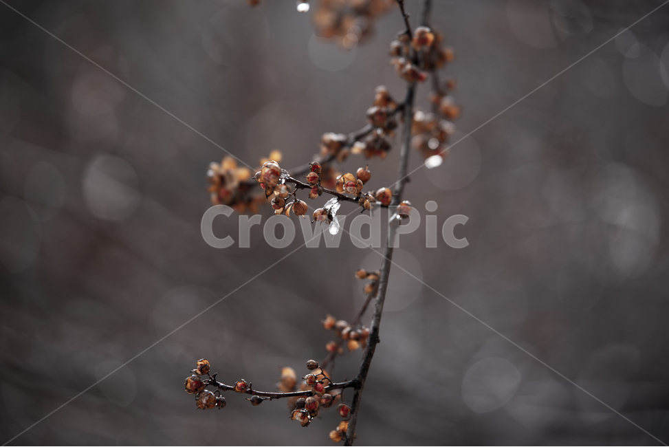 물방울,컬러,열매,나무,식물,식물,자연,plants,nature