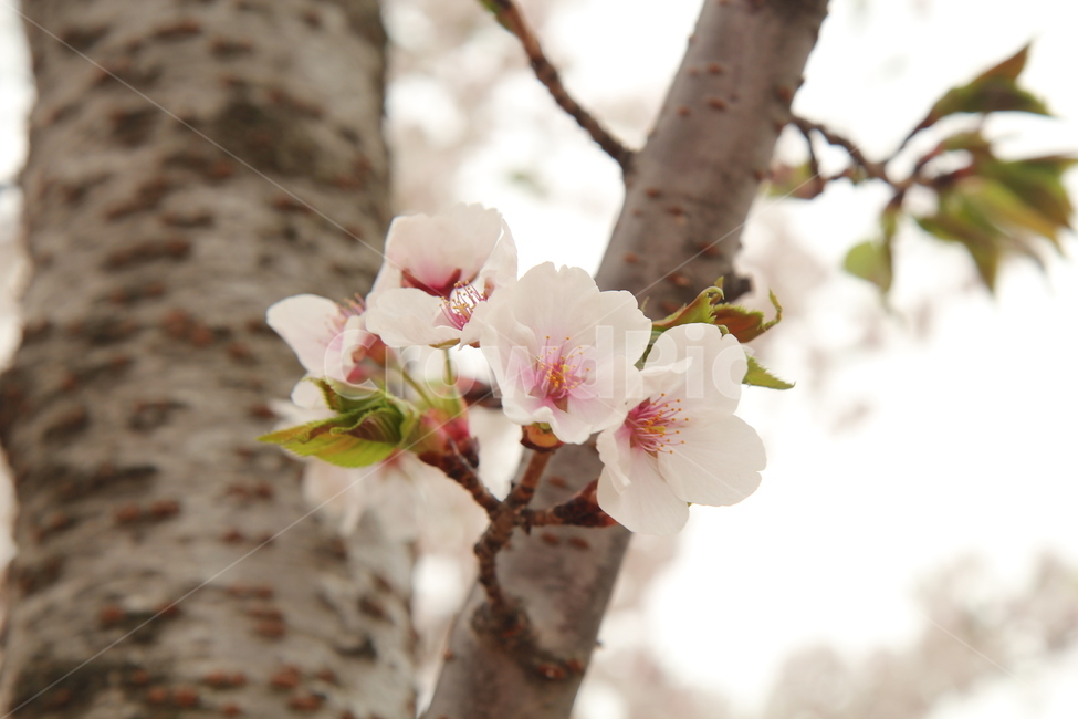 꽃,flower,벚꽃,CherryBlossom,순결,절세미인,봄,계절,spring,season,식물,자연,plants,nature,꽃,flower,plant,blossom,cherry blossom