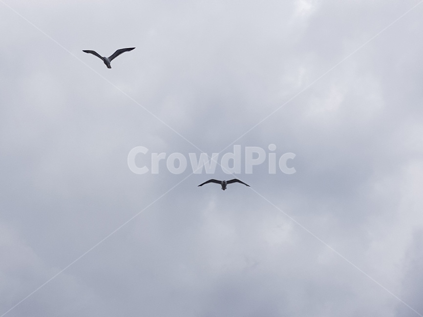 갈매기,seagull,gull,하늘,새,bird,flying,나는,바닷가,동물,animal,조류,새,birds