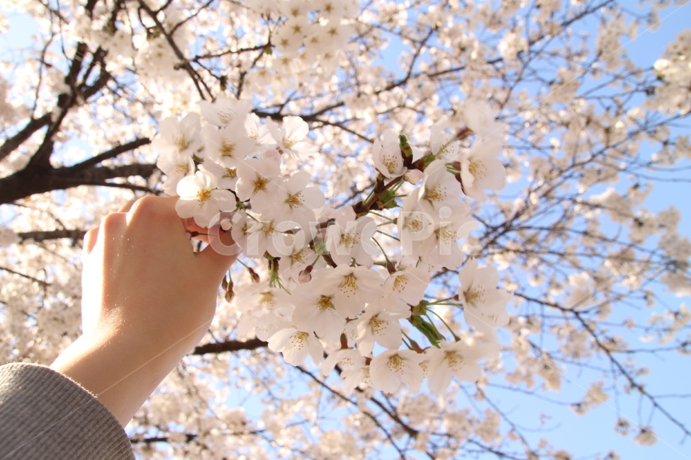 계절,봄,벚꽃,풍경,자연,카메라,배경,배경화면,감성,nature,spring,picture,봄,계절,spring,season,식물,자연,plants,nature,꽃,flower,사람,인물,인간,human,person,신체일부,몸,body,plant,blossom,cherry blossom