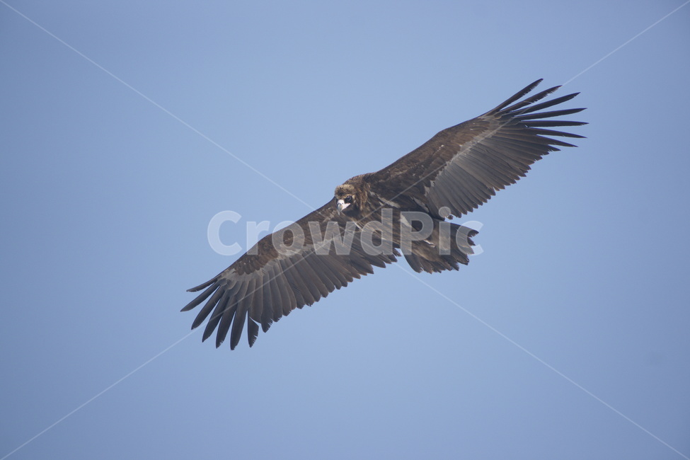 독수리,천연기념물,조류,철새,비행,동물,animal,조류,새,birds