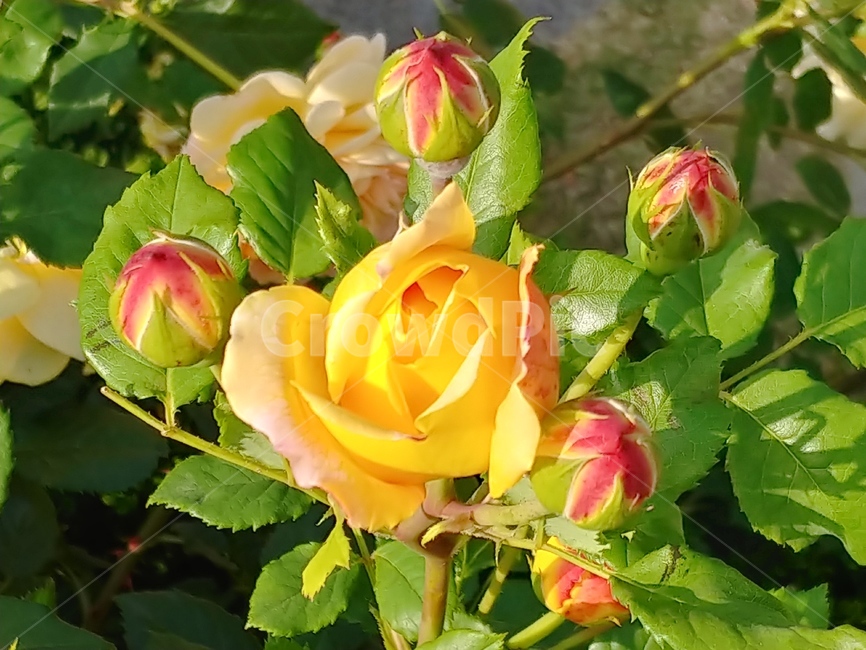 장미,봄꽃,식물,꽃,노랑장미,식물,자연,plants,nature,꽃,flower