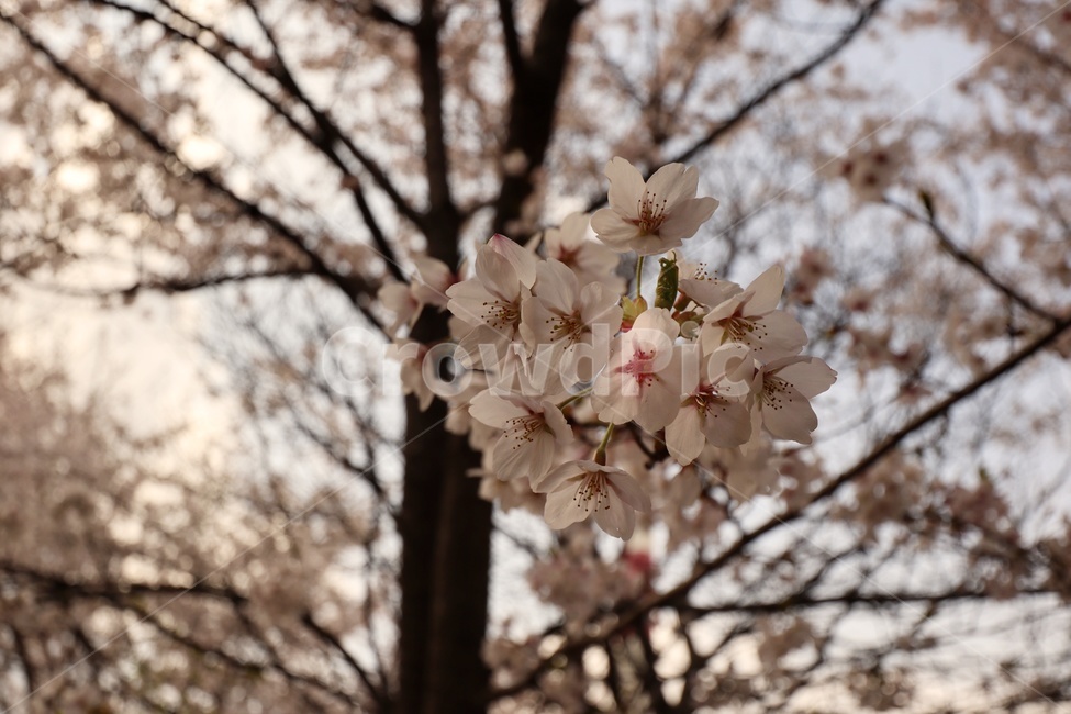 봄꽃,벚꽃,봄나무,벚꽃나무,벚꽃확대,봄,계절,spring,season