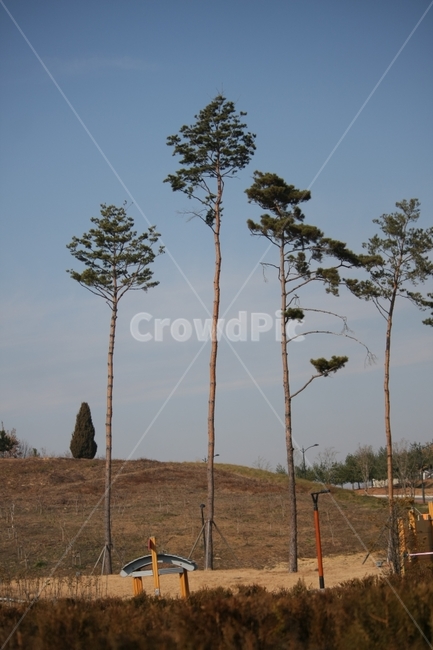 가을,하늘,소나무,공원,풍경,자연,풍경,nature,landscape,식물,plants,나무,trees,wood,plant,tree
