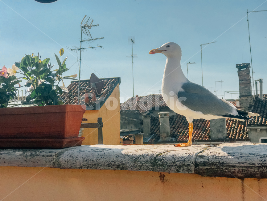 하늘,갈매기,새,조류,시원한,동물,seagull