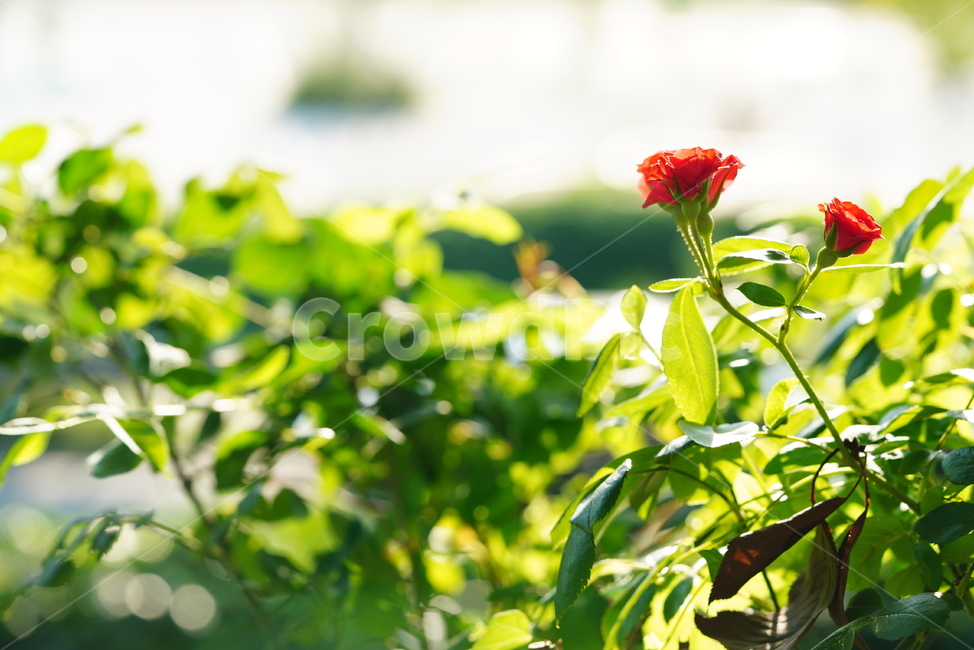 꽃,플라워,색감,식물,생명,생물,flower,컬러,plant,식물,자연,plants,nature,꽃,flower