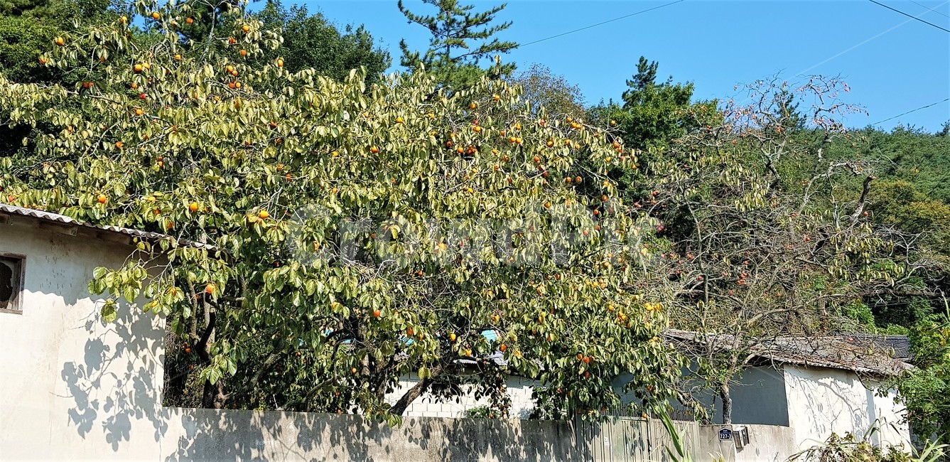 가을,자연,나무,하늘,구름,풍경,감성,trees,green,sky,nature,fall,autumn,집,시골풍경,한국자연풍경,house,식물,감,감나무,가을,계절,fall,autumn,season,자연,풍경,nature,landscape,plant,food,음식