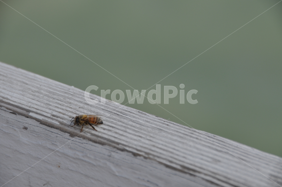 벌,곤충,꿀벌,가을,동물,곤충,벌레,insect,bug