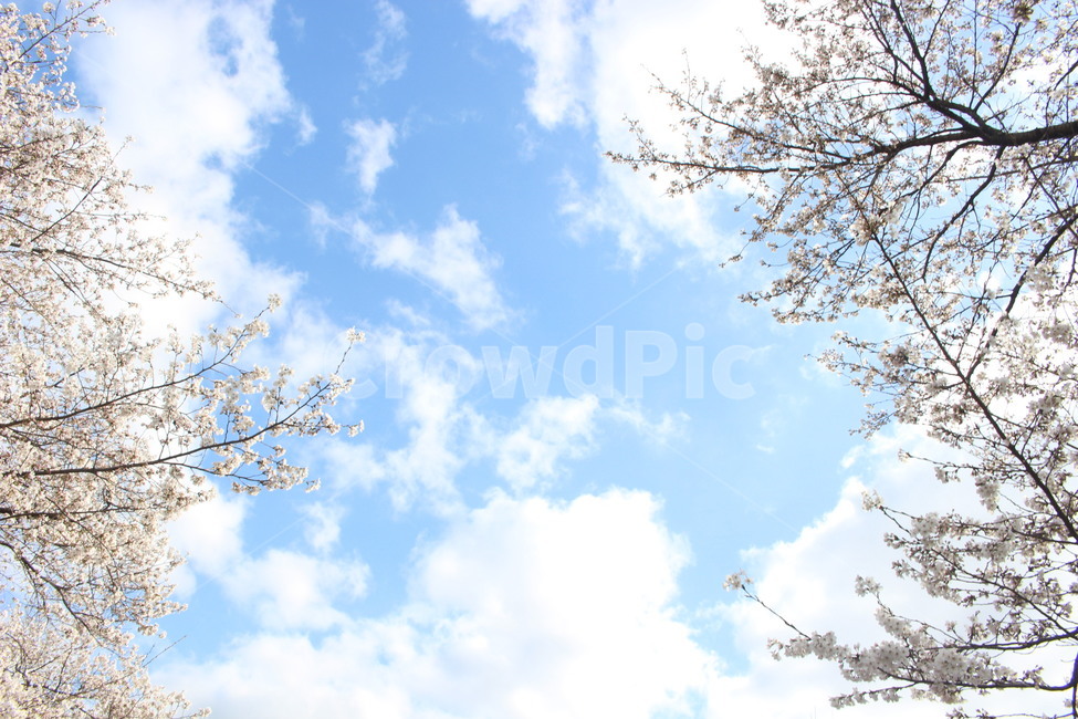 벚꽃,봄,하늘,구름,자연,풍경,꽃,벚꽃나무,나들이,소풍,봄,계절,spring,season,자연,풍경,nature,landscape,plant,식물
