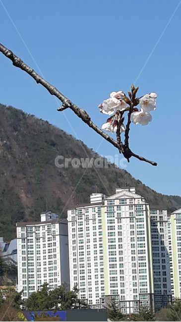 꽃,봄,새싹,만개,화사