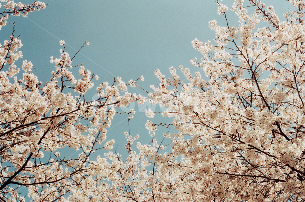 봄,벚꽃,푸른하늘,꽃,blossom,plant,식물,cherryblossom,자연,봄,계절,spring,season,꽃,flower