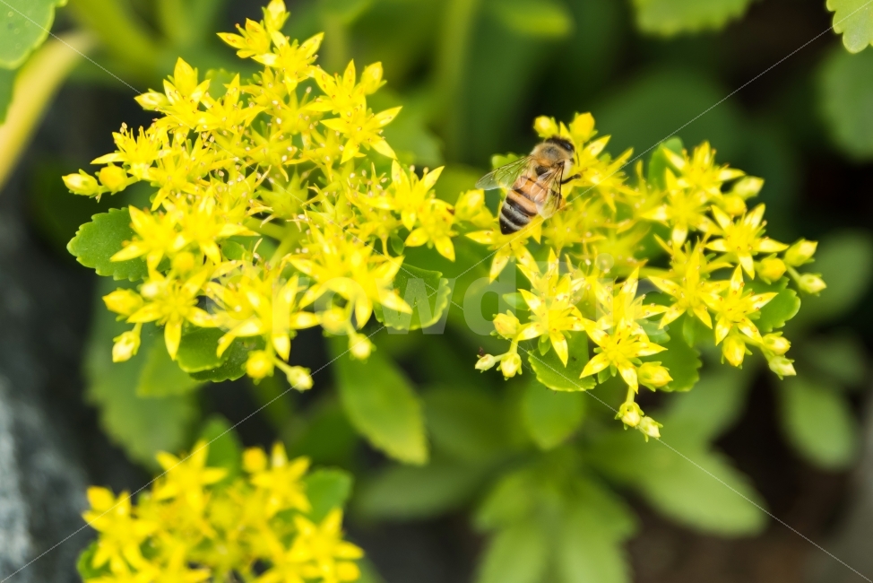 노랑,노란꽃,들꽃,꽃,꿀벌,벌,노랑색,풀,식물,자연,날개,곤충,green,background,yellow,garden,bee,flower,nature,plant,정원,농장,화단,식물,자연,plants,nature,꽃,flower,동물,animal,곤충,벌레,insect,bug