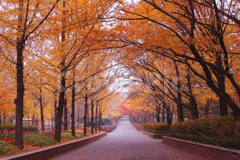 가을,단풍,낙엽,길,가로수,나무,산책,산책로,풍경,가을풍경,공원,단풍길,숲,자연,나뭇가지,나뭇잎,식물,풍경사진,자연,풍경,nature,landscape,가을,계절,fall,autumn,season,tree,plant,maple,leaf,잎,asphalt,아스팔트