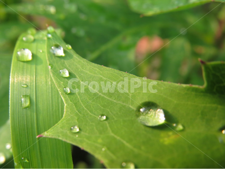 물방울,나뭇잎,초록색,식물,생태사진,식물,자연,plants,nature