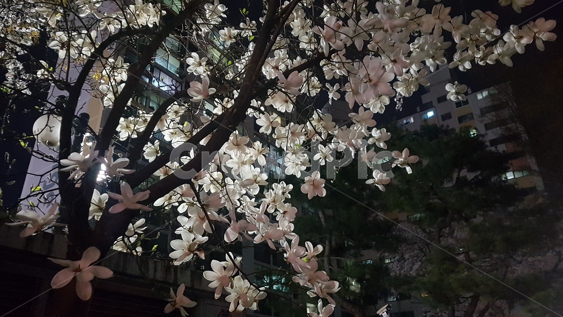 사람없음,목련꽃,봄꽃,밤,나무,목련나무