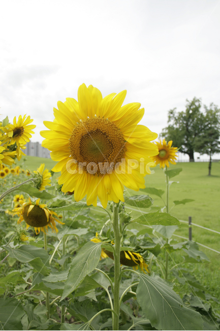 해바라기,식물,flower,plants,nature,꽃,꽃봉오리,꽃밭,여름,공원,길,식물,자연,plants,nature,꽃,flower