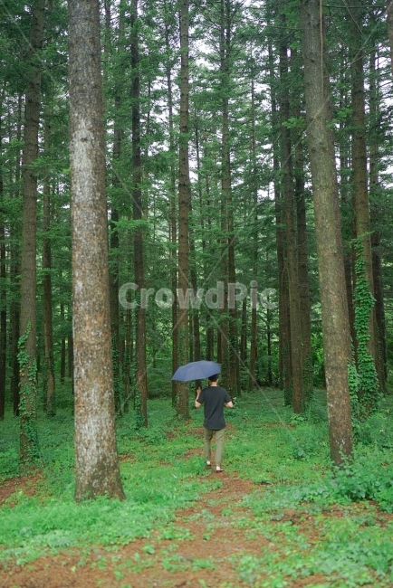 산림욕,숲속,산책,나무,우산,뒷모습,혼자,비오는날,자연,풍경,nature,landscape,식물,plants,나무,trees,wood,사람,인물,인간,human,person,남성,남자,man,male,비,비오는날,rain,rainy