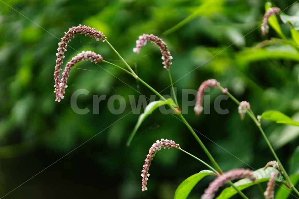 여뀌,야생화,자연,식물,꽃,꽃사진,플라워,nature,plant,plants,flower,flowers,Persicariahydropiper,Waterpepper,9월,가을꽃,가을,autumn,fall,계절,season,September,감성,감성사진,힐링,힐링사진,느낌,분위기,feel,feeling,한국,korea,한국자연,한국꽃,한국야생화,야생식물,풍경,landscape,snap,snpshot,스냅,스냅사진,스넵,스넵사진,경치,식물,자연,plants,nature,꽃,flower