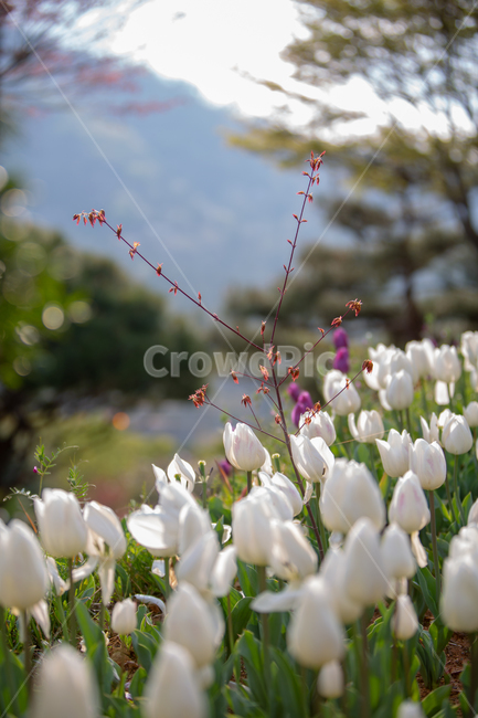 봄,꽃,식물,자연,힐링,식물,자연,plants,nature,꽃,flower