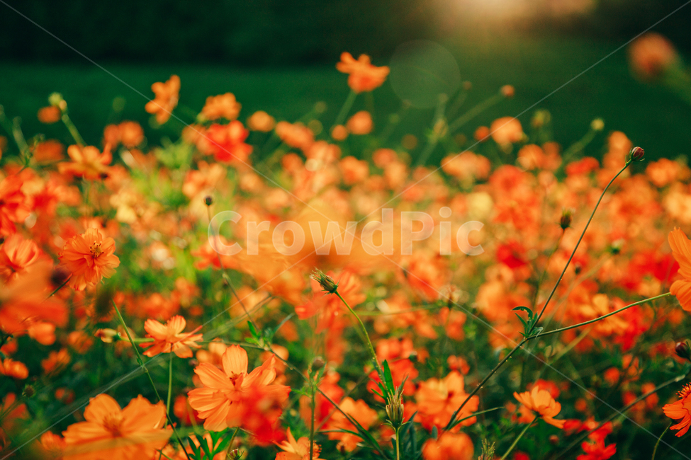 코스모스,꽃,자연,식물,가을,아름다운,commoncosmos,가을,계절,fall,autumn,season,식물,자연,plants,nature,꽃,flower,색깔,색상,색채,색감,color sense,color sensitivity,feeling of color,leaf,잎,plant