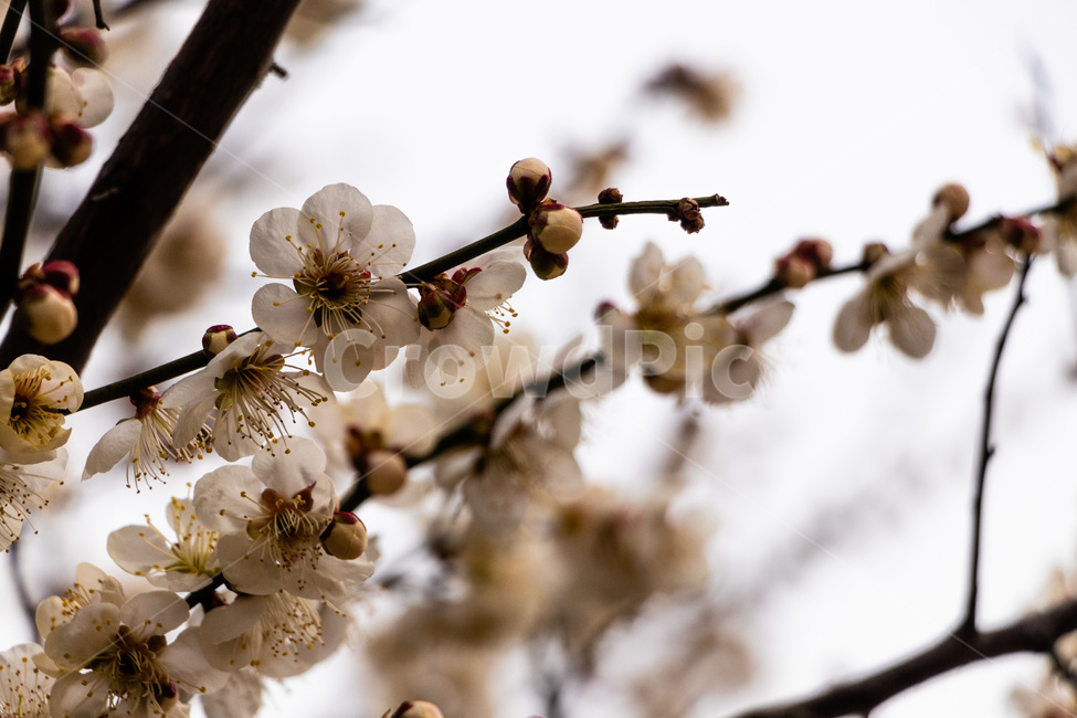 매화,매화꽃,매실꽃,백매화,흰매화,봄,계절,spring,season,식물,자연,plants,nature,꽃,flower,plant