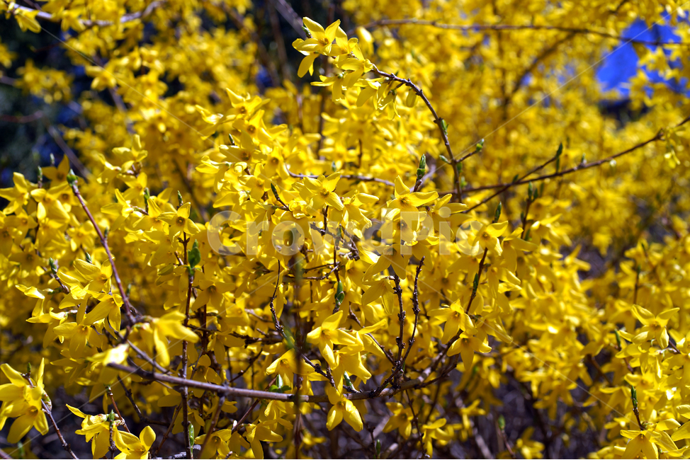 개나리,봄,노란색,식물,영춘화,꽃,봄,계절,spring,season