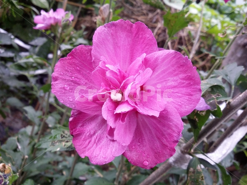 꽃,flower,plant,식물,자연,식물,자연,plants,nature,꽃,flower