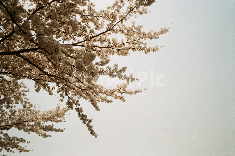 벚꽃,벚꽃놀이,봄나들이,꽃놀이,봄,봄,계절,spring,season,plant,식물