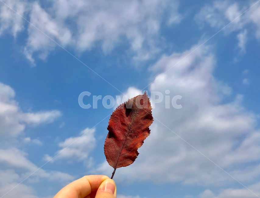 plant,leaf,식물,나뭇잎,잎,하늘,sky,색감,색채,colorful,nature,자연,outdoors,구름,autumn,가을,감성,단풍,감성사진,fall,season,가을분위기,손