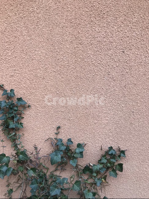 ground,바닥,plant,식물,벽,wall,넝쿨,ivy,leaf,blank,landscaping,interior,brickcolor,조경,props,background,인테리어,배경,여백