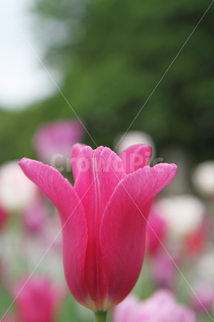튜울립사진,꽃사진,식물사진,감성사진,튤립,식물,자연,plants,nature,꽃,flower