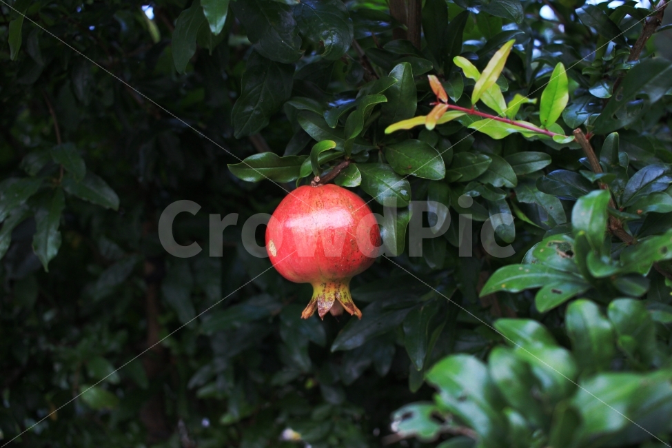 석류,초록,붉은색,열매,생명,보색,식물,자연,plants,nature,과일,열매,fruit