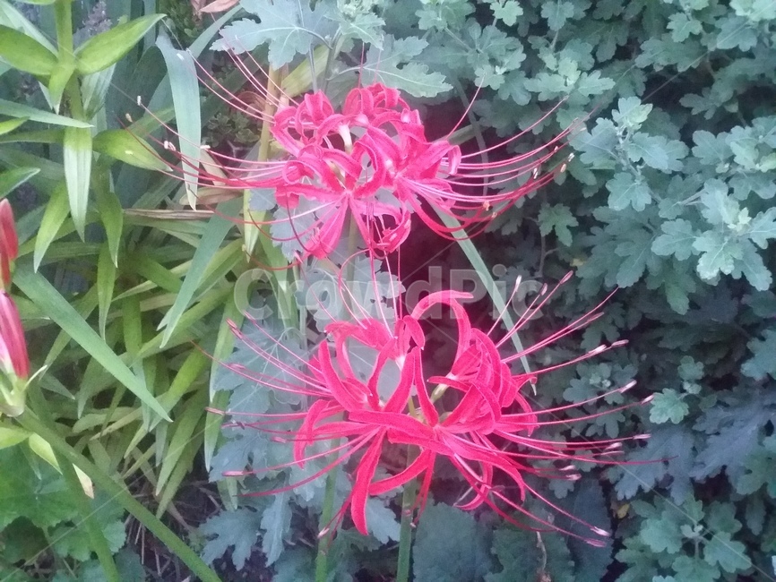 식물,plant,꽃,자연,flower,식물,자연,plants,nature