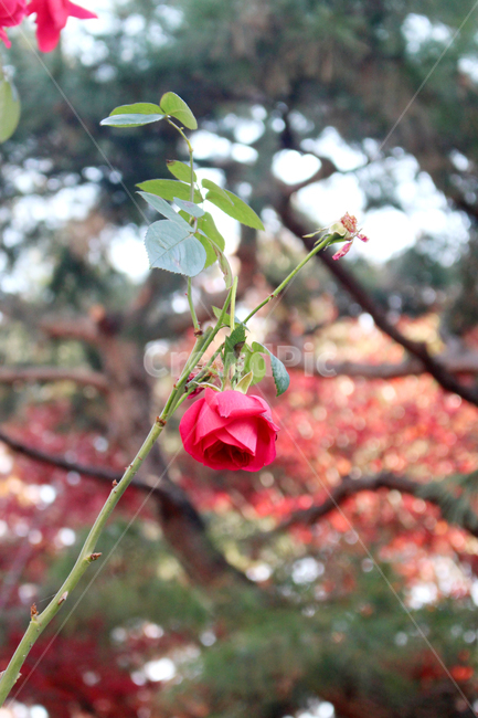 plant,식물,blossom,rose,장미,flower,꽃,빨강,강렬한,아름다운,예쁜,공원,야외,식물,자연,plants,nature,꽃,flower