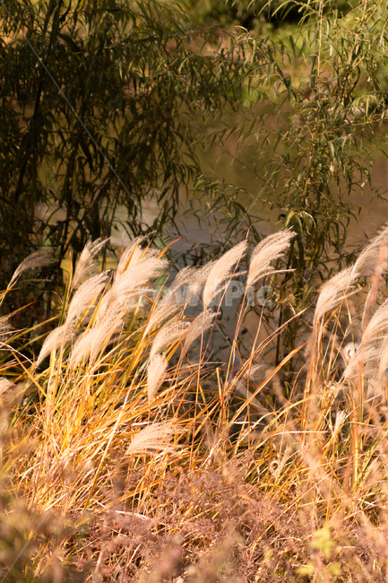 가을,autumn,자연,nature,공원,park,나들이,picnic,야외,outdoor,맑은날,day,plant,식물,가을,계절,fall,autumn,season,grass,잔디,lawn