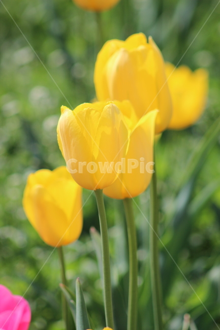 튤립,꽃,정물,화사,접사,봄,계절,spring,season,식물,자연,plants,nature,꽃,flower,plant,blossom