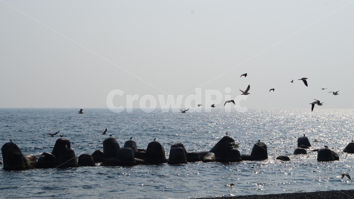 울릉도,바다,새때,갈매기,animal,동물,bird,새,감성