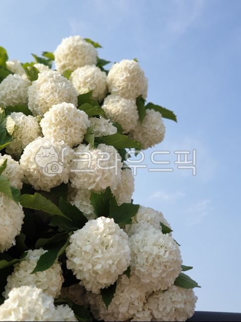 flowers and sky,hydrangea,summer flowers,flower,Hydrangea and sky