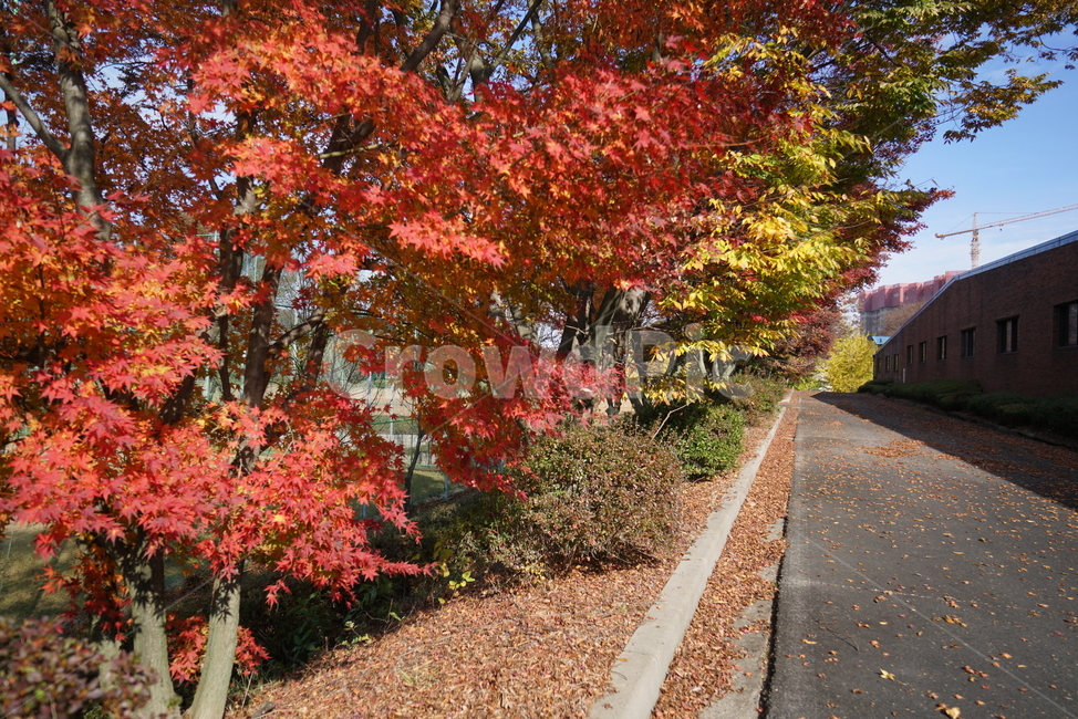 단풍나무,단풍잎,가을단풍,leaf,잎,plant,식물,tree,maple,단풍,가을,계절,fall,autumn,season,식물,자연,plants,nature,나무,trees,wood
