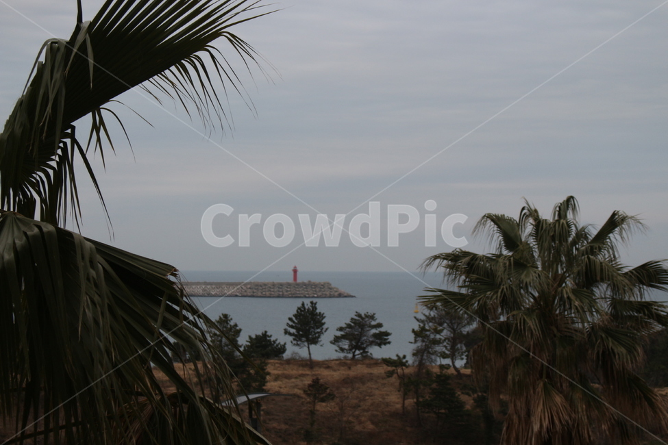 제주도,바다,등대,제주도바다,우도,우도바다,tree,나무,plant,식물,arecaceae,palmtree,야자수
