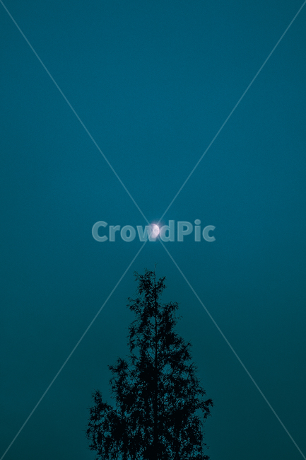 달,나무,달빛,배경화면,반달,야경,밤,풍경,nightscape,night,landscape