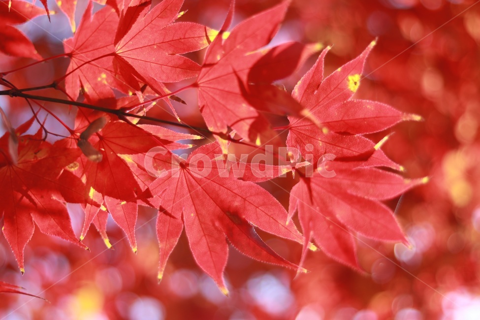 단풍,빨간색,나무,햇살,자연,자두색,크림슨색,근접사진,가을,계절,fall,autumn,season,leaf,잎,plant,식물,tree,maple