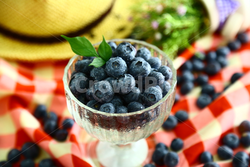 블루베리,베리,과일,blueberry,berry,fruit,food,sweet,fresh,음식,식재료,요리,food,cook,meal,dishes,food reserves,과일,열매,fruit