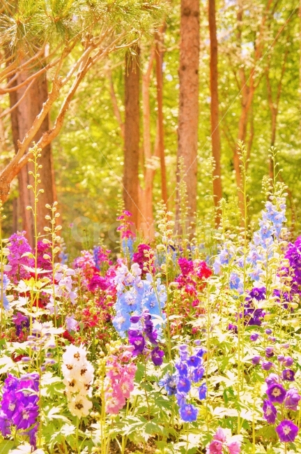 꽃밭,풍경,꽃,자연,식물,봄,숲,flower,landscape,자연,풍경,nature,landscape,봄,계절,spring,season,휴식,힐링,rest,relaxation,healing,식물,plants,꽃,flower,plant,blossom
