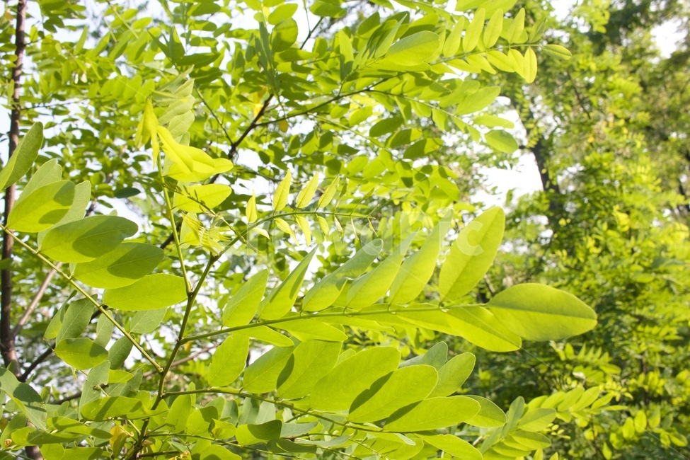 식물,봄,연두색,생명력,산뜻한,식물,자연,plants,nature,나무,trees,wood
